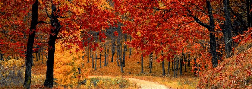 fall-garden-colours