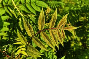 plant-twigs