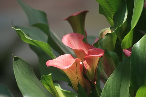 calla-lily-flower