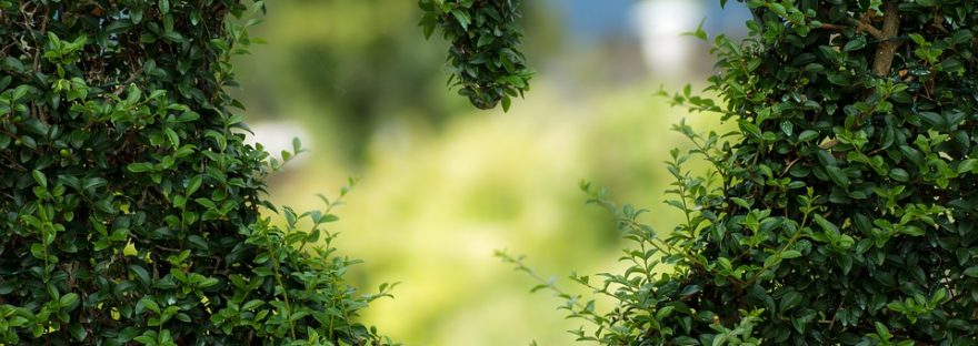 heart shaped cut out in hedge foilage