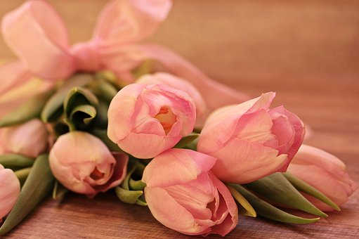 Tulips-flowers