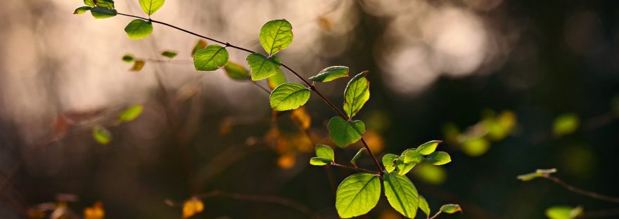 twig