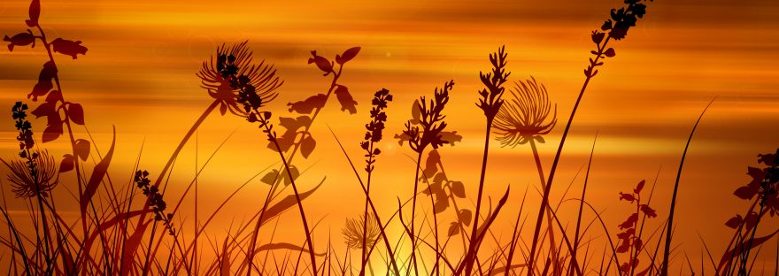 ornamental grasses at sunset