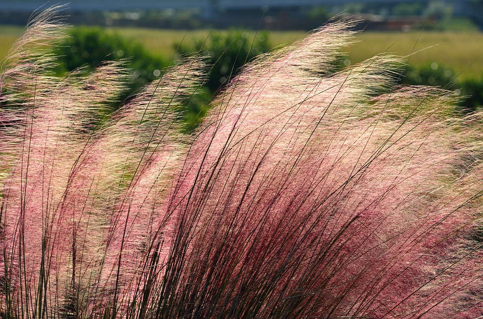 pink-muhly-grass